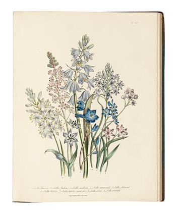 (BOTANICAL.) Loudon, Jane. The Ladies Flower-Garden of Ornamental Bulbous Plants.